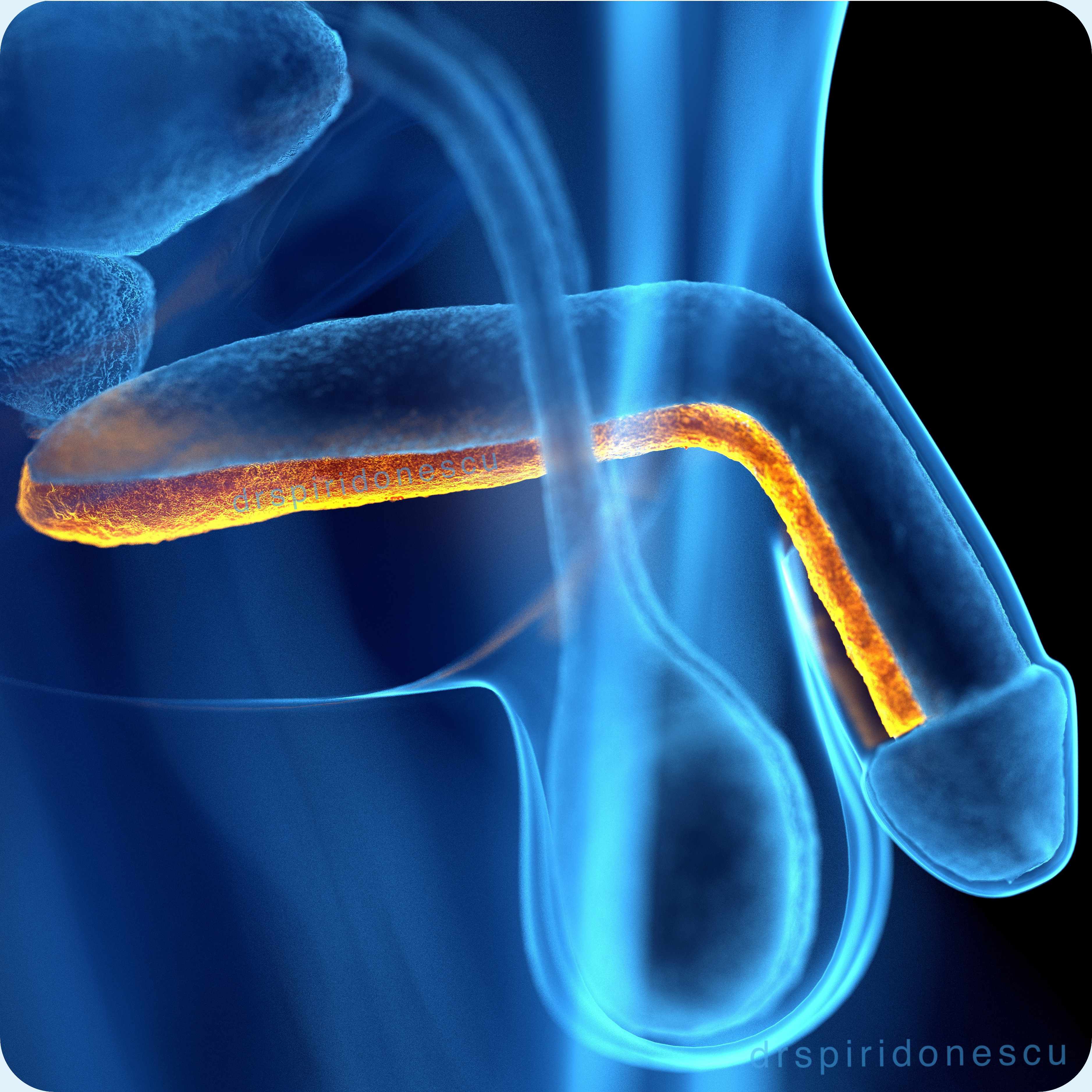 Chirurgia Reconstructivă a<br> Uretrei     